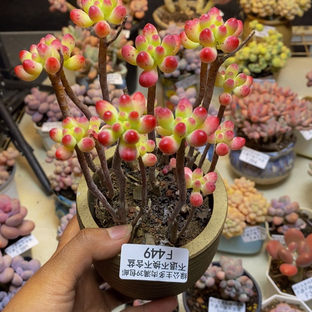 449乙女心多肉散