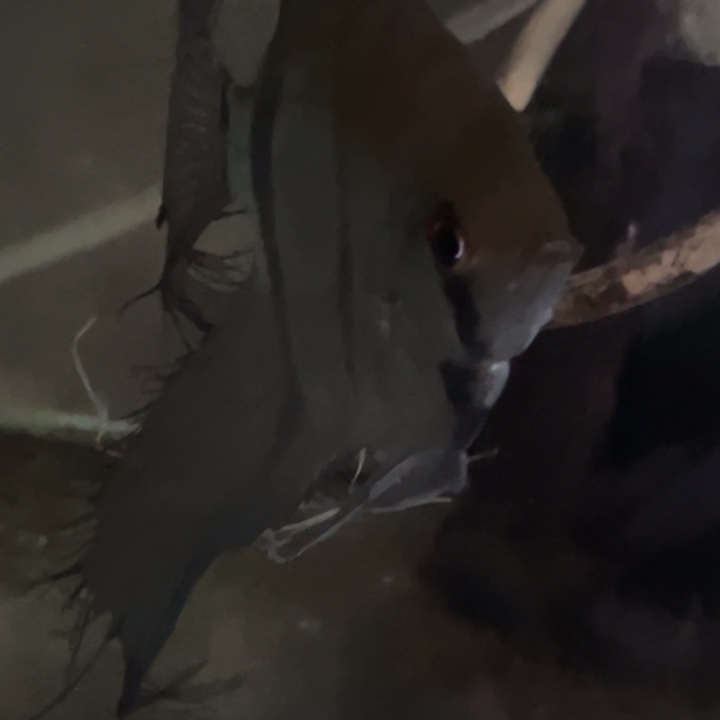 槐***八慈鲷鱼6厘米红背玛卡1只