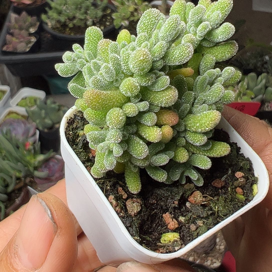 冰晶枝干特大福利