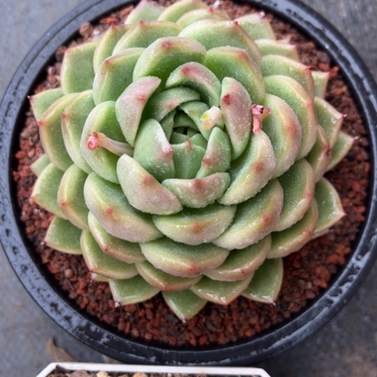 晴空珍妮 夏鸣园艺