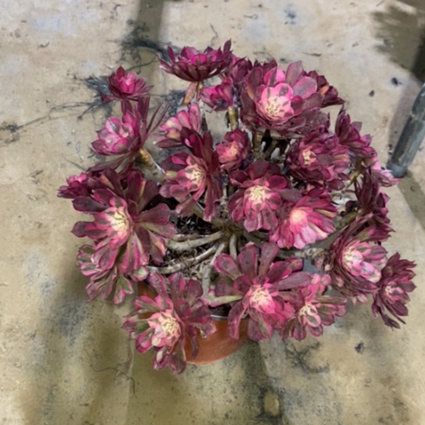 红桐白多肉植物005