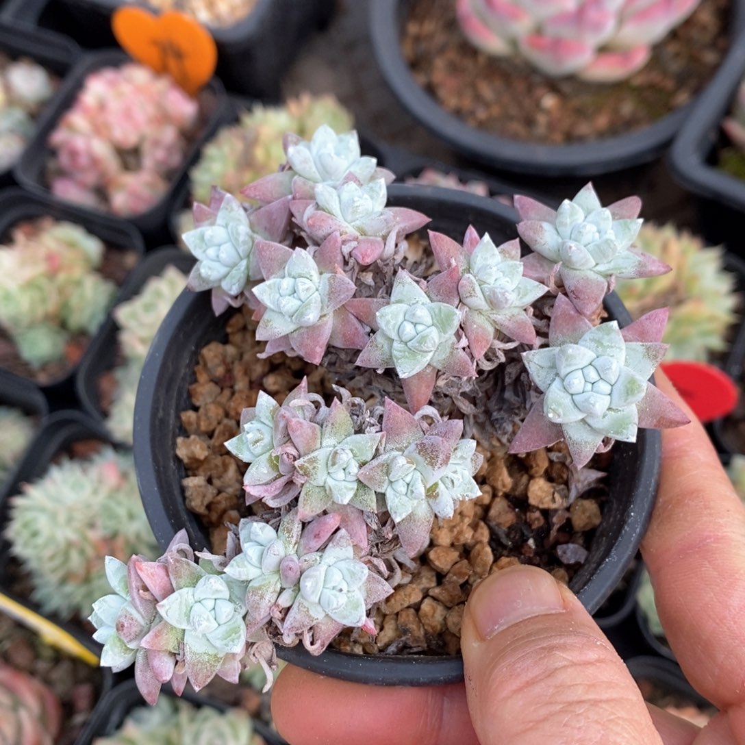 精品多肉一物一拍不包整19