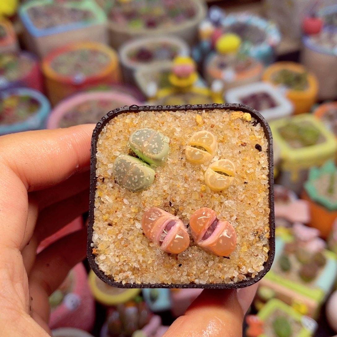 7758. ()77(88656785688