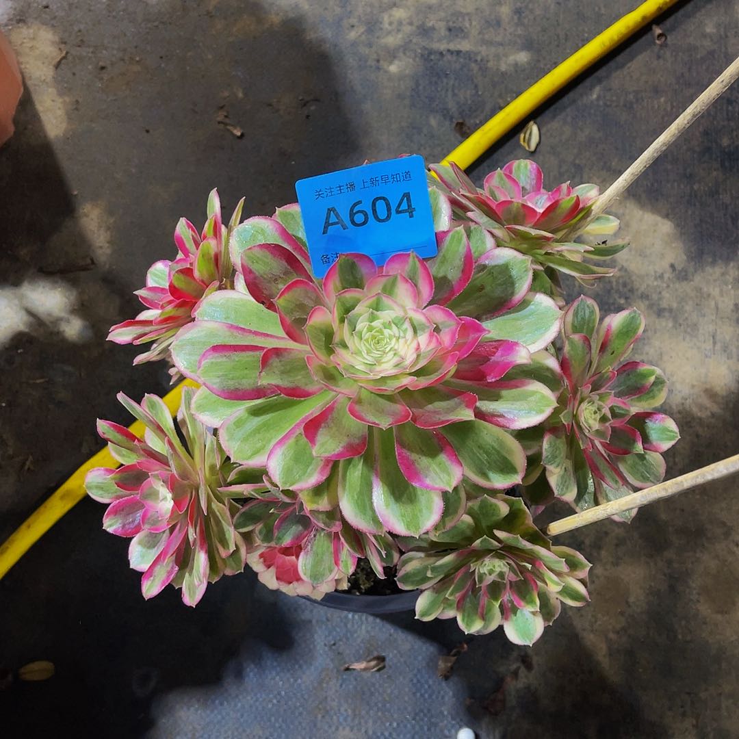 孔雀翎604拖土法师