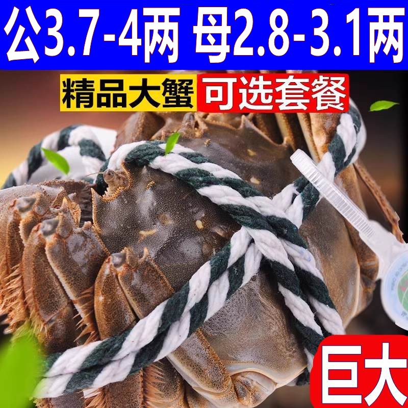 【活蟹】公母精品大闸蟹公蟹3.7-4.0母蟹2.7-3.0两买8送2只