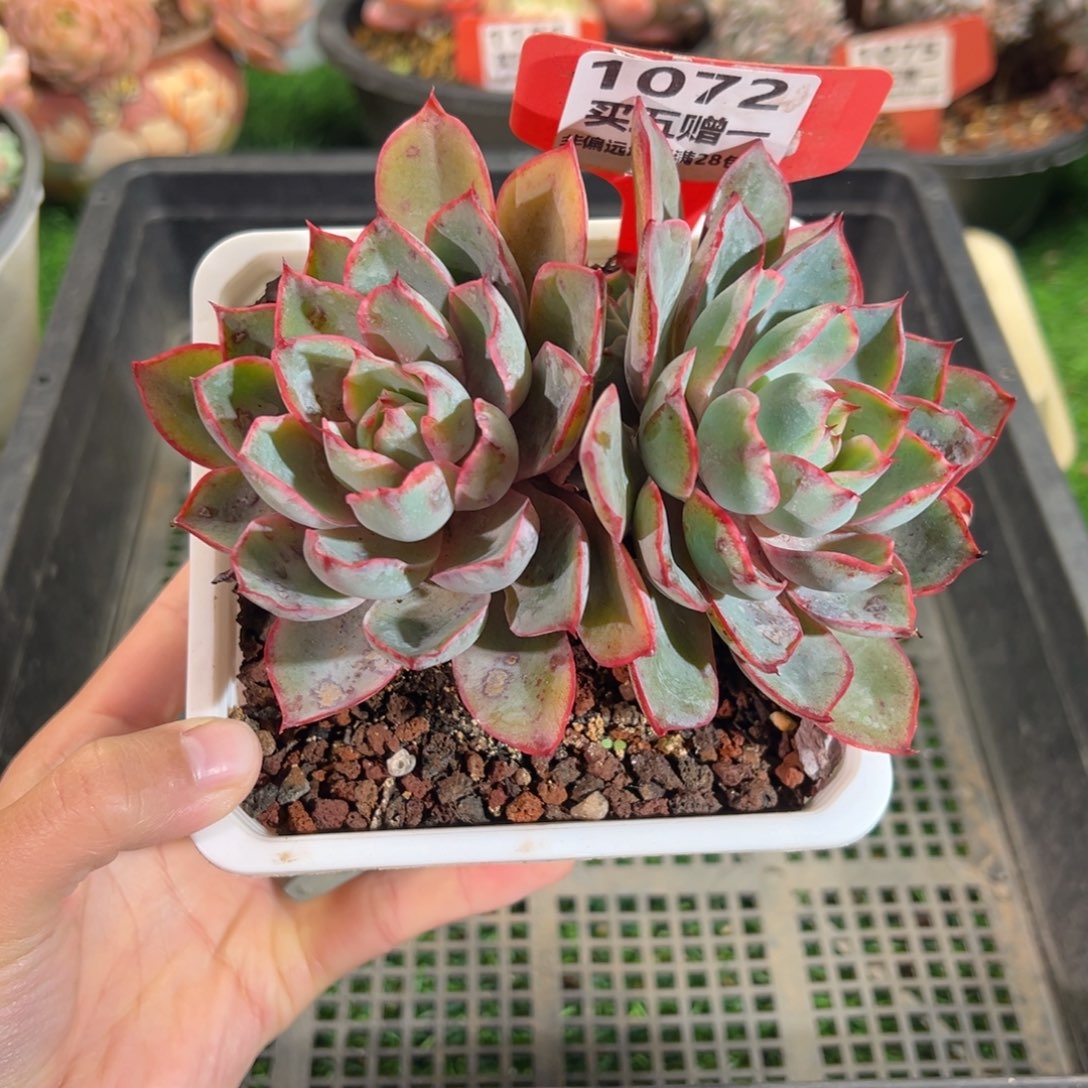 表妹精品多肉1072.