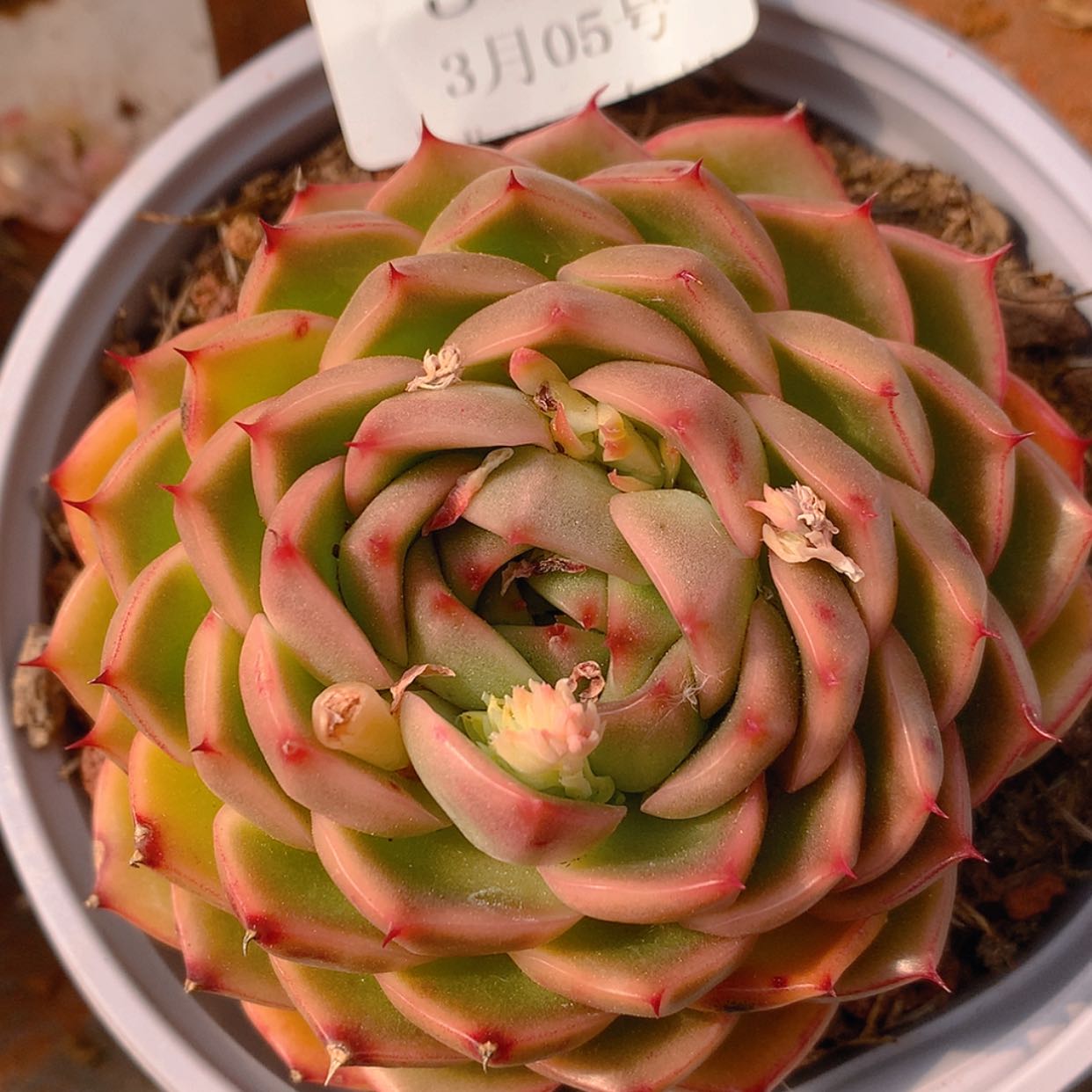 【闪购商品】云3105