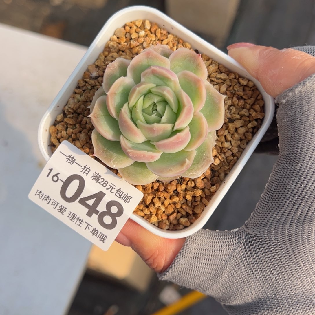 水晶虾饺多肉多肉多肉多肉多肉