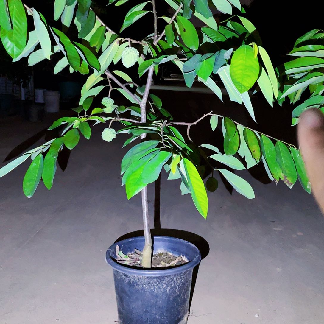 无花朵?果树1111111111111111