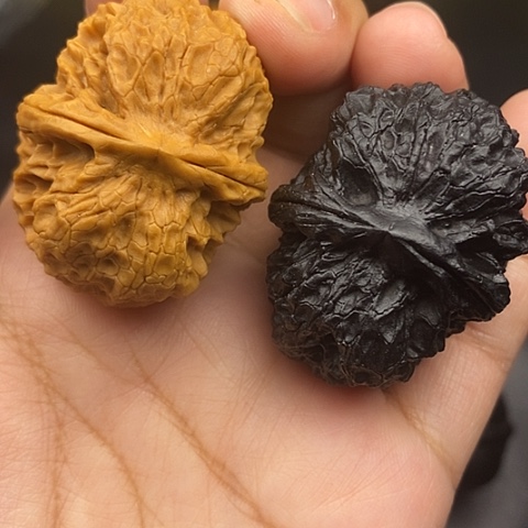 文玩核桃把件43尺元宝