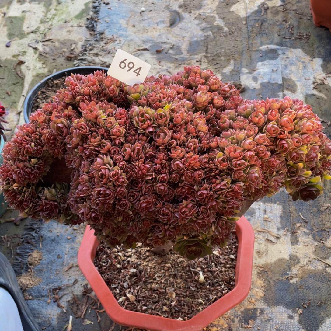 694号万圣节朵朵