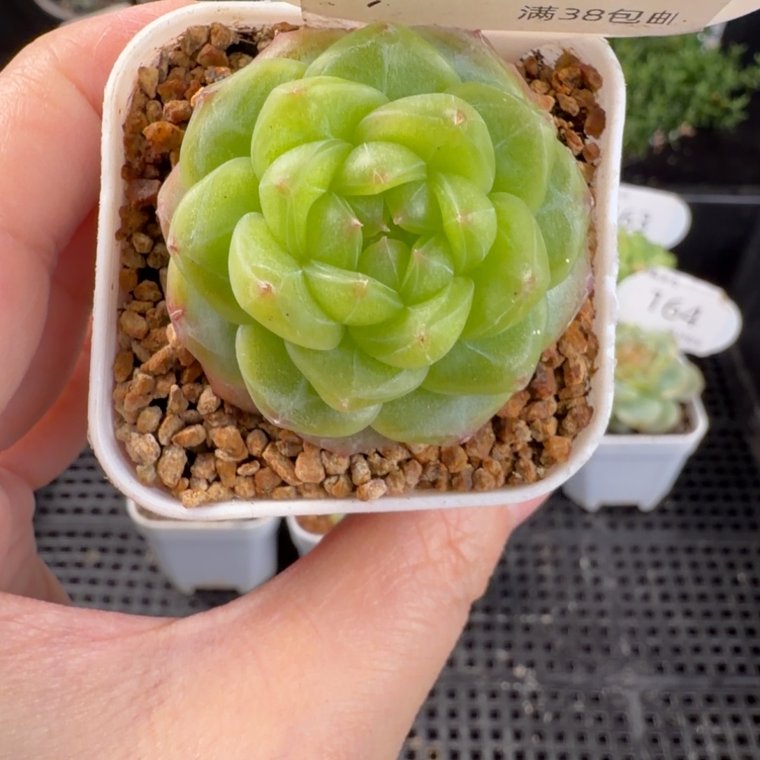 珍妮孤品单头168号