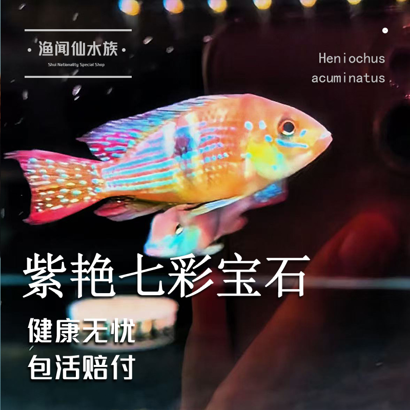 紫艳七彩宝石食土鲷耐活热带观赏鱼适合草缸混养的宝石食土鲷