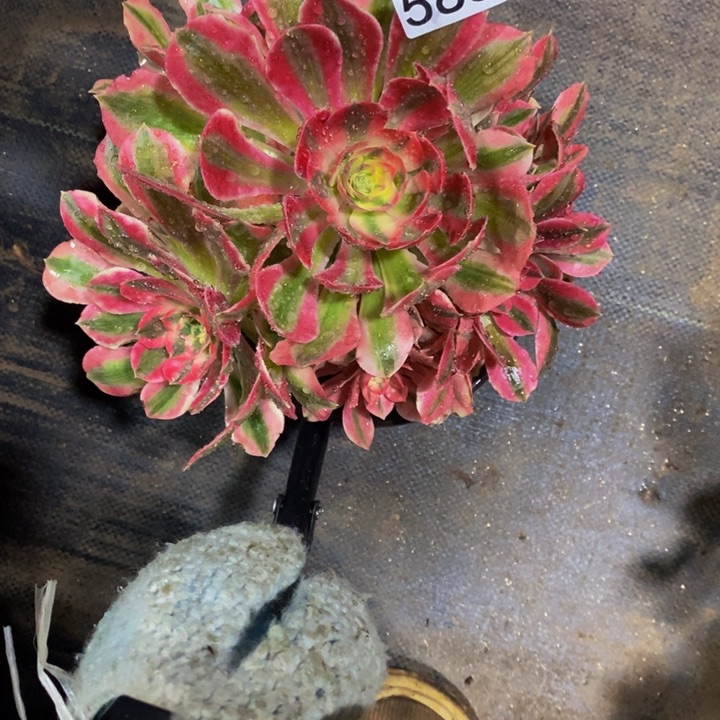 588 粉女巫带主头的