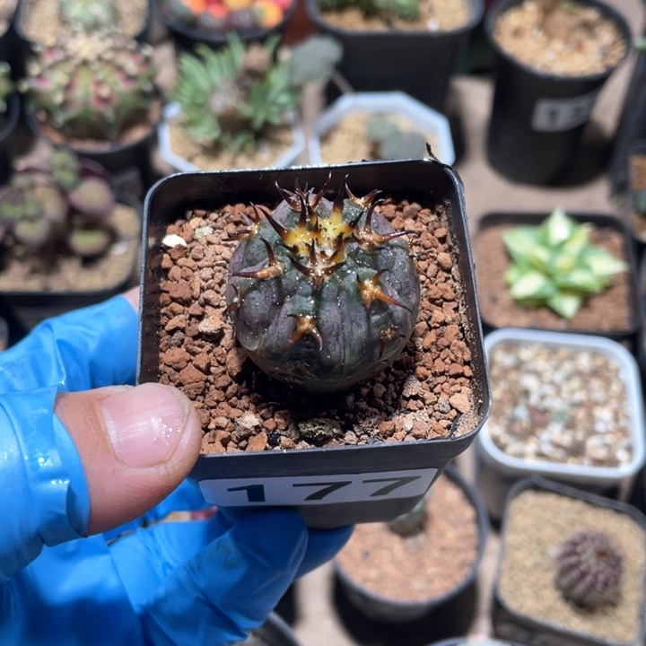 F****n177实生猫爪仙人球