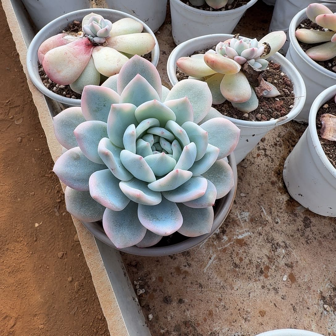 一***鱼糊糊专属1111211-390