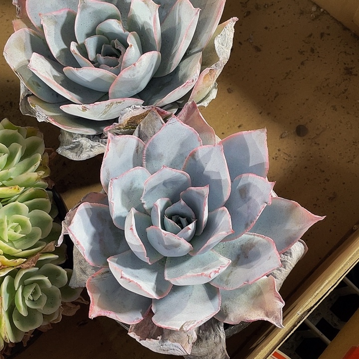 超大个广寒宫带盆