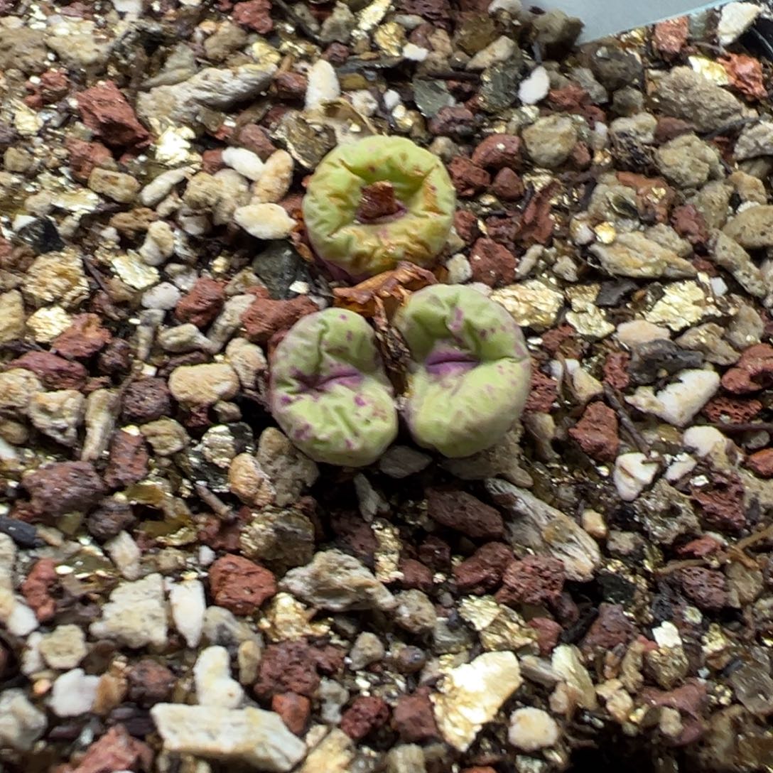 打***包14-152肉锥多肉植物