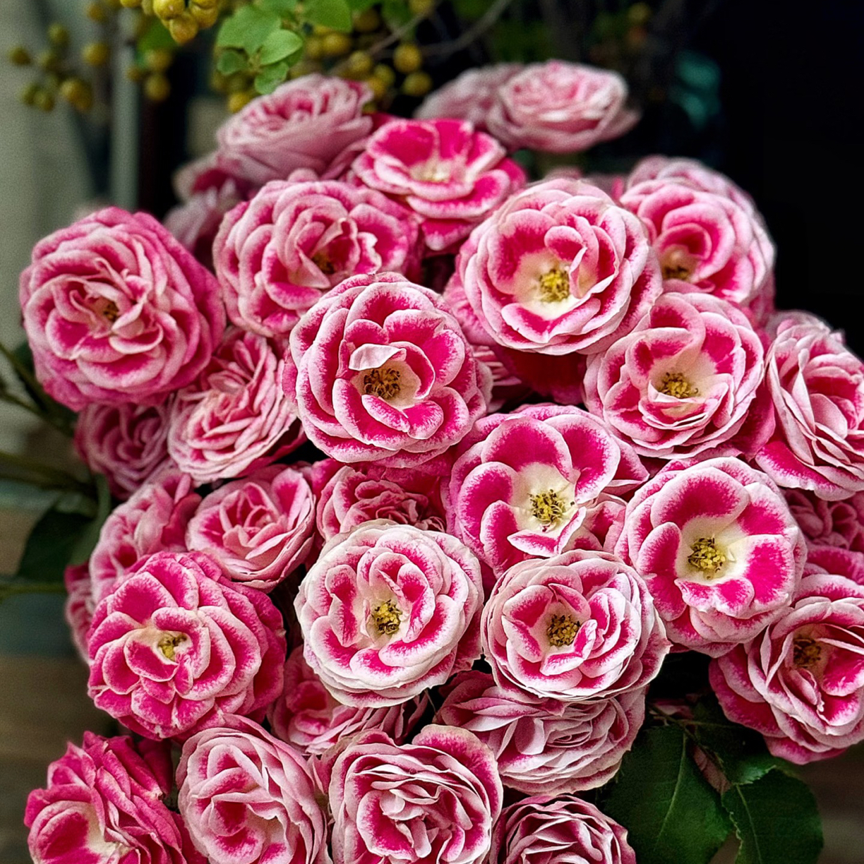 「嘤嘤怪鲜花」快乐玫瑰云南直发顺丰包邮