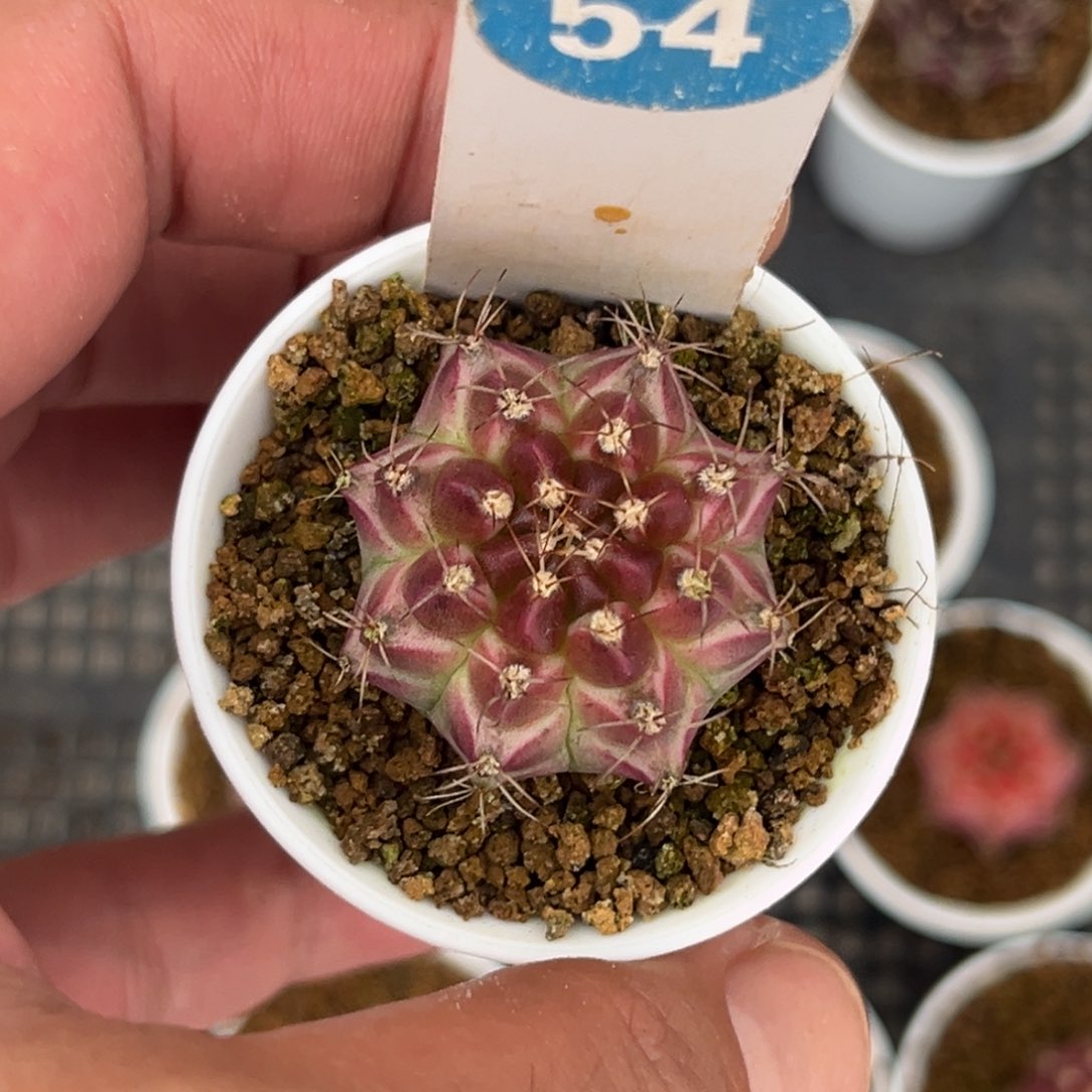 54实生轮回带盆带土