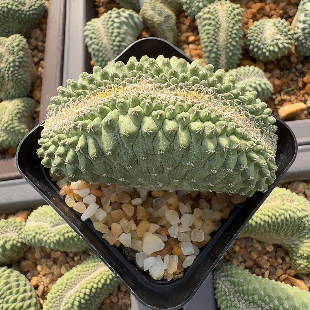 r***t花花花花花花花花花