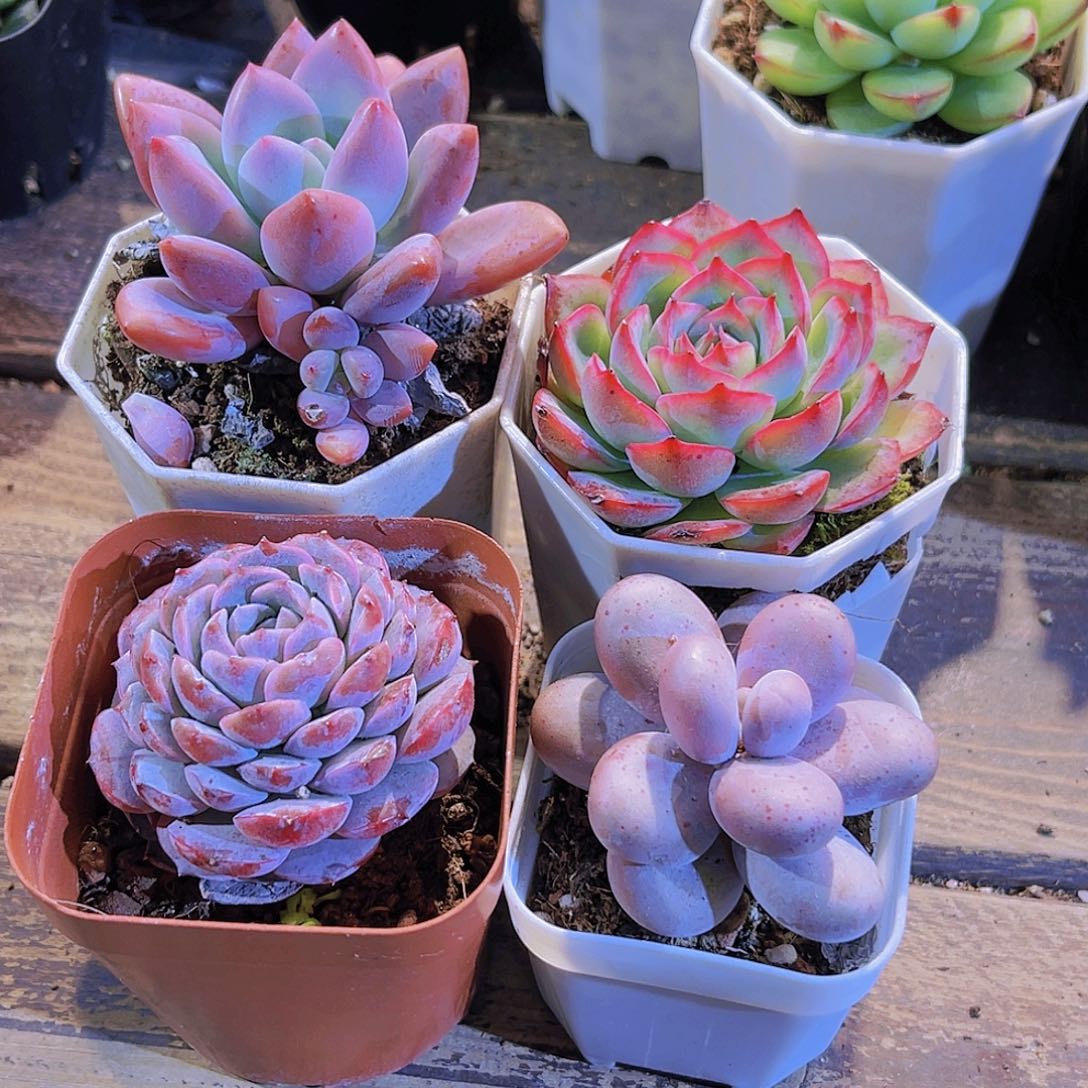 奥普。奶酪。恩宠。侧影