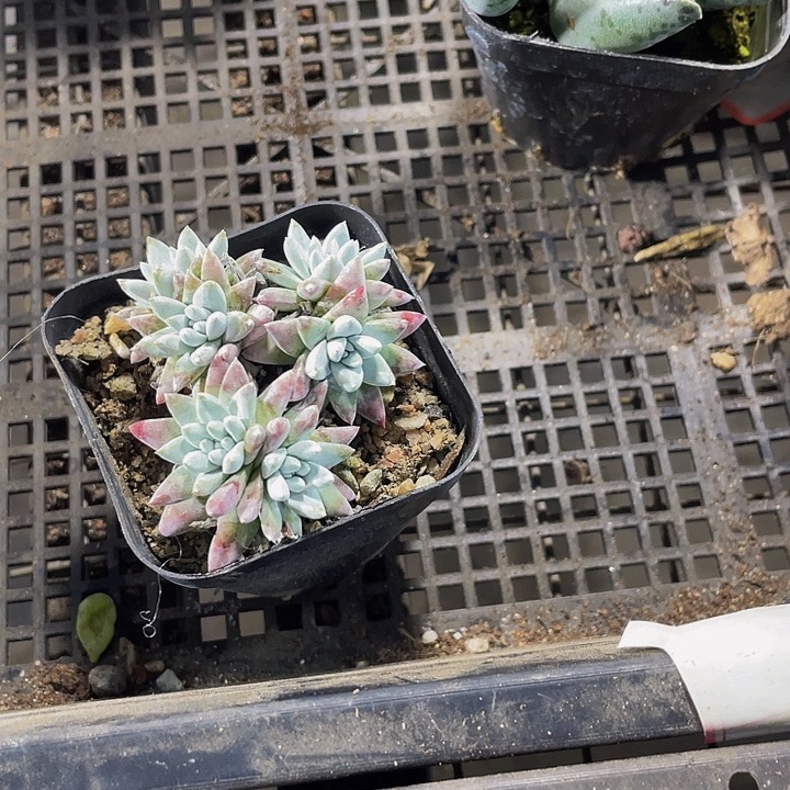 白菊群带盆土发货