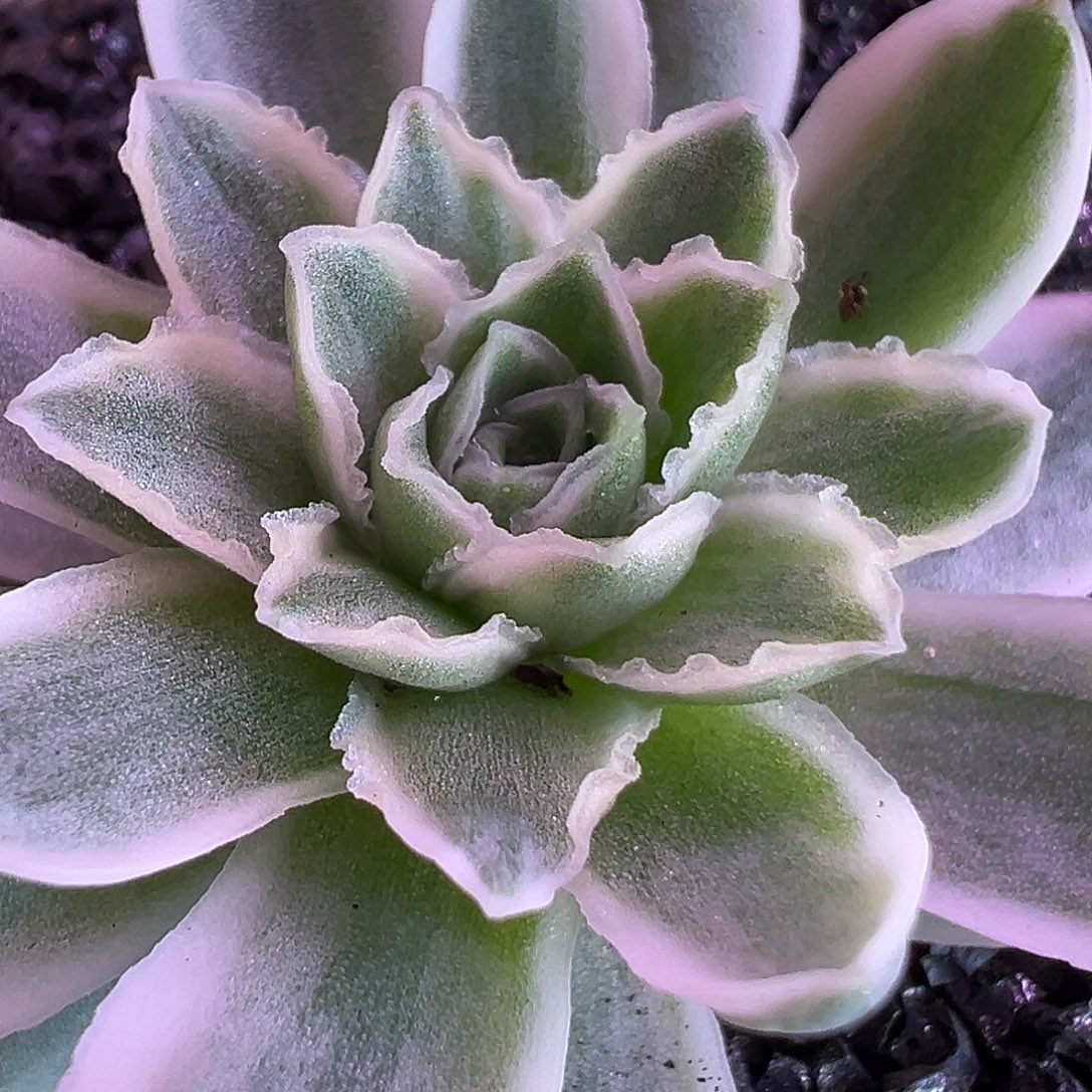 山地玫瑰锦秋夕170号