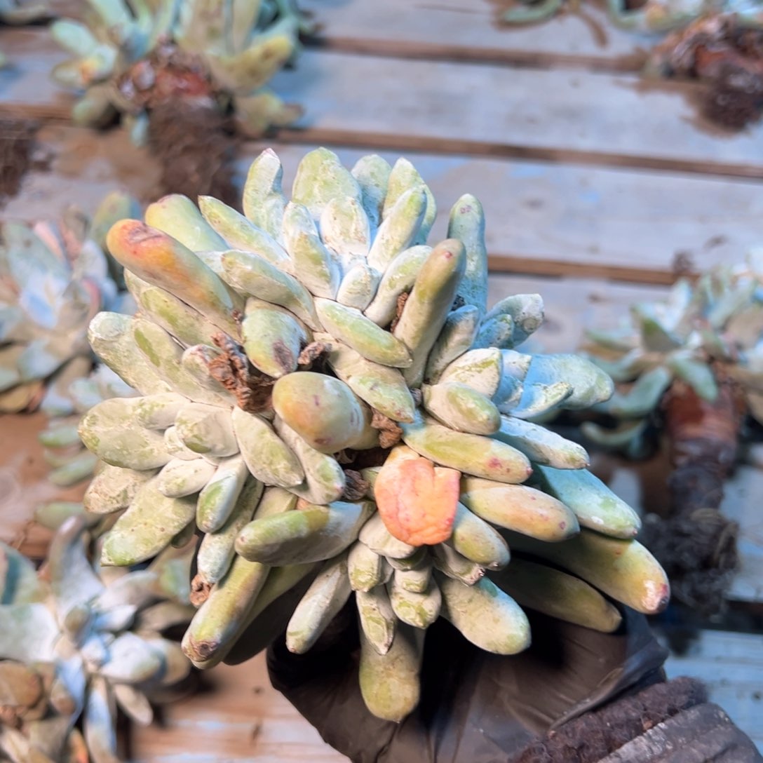 7775哈哈哈哈哈哈哈哈