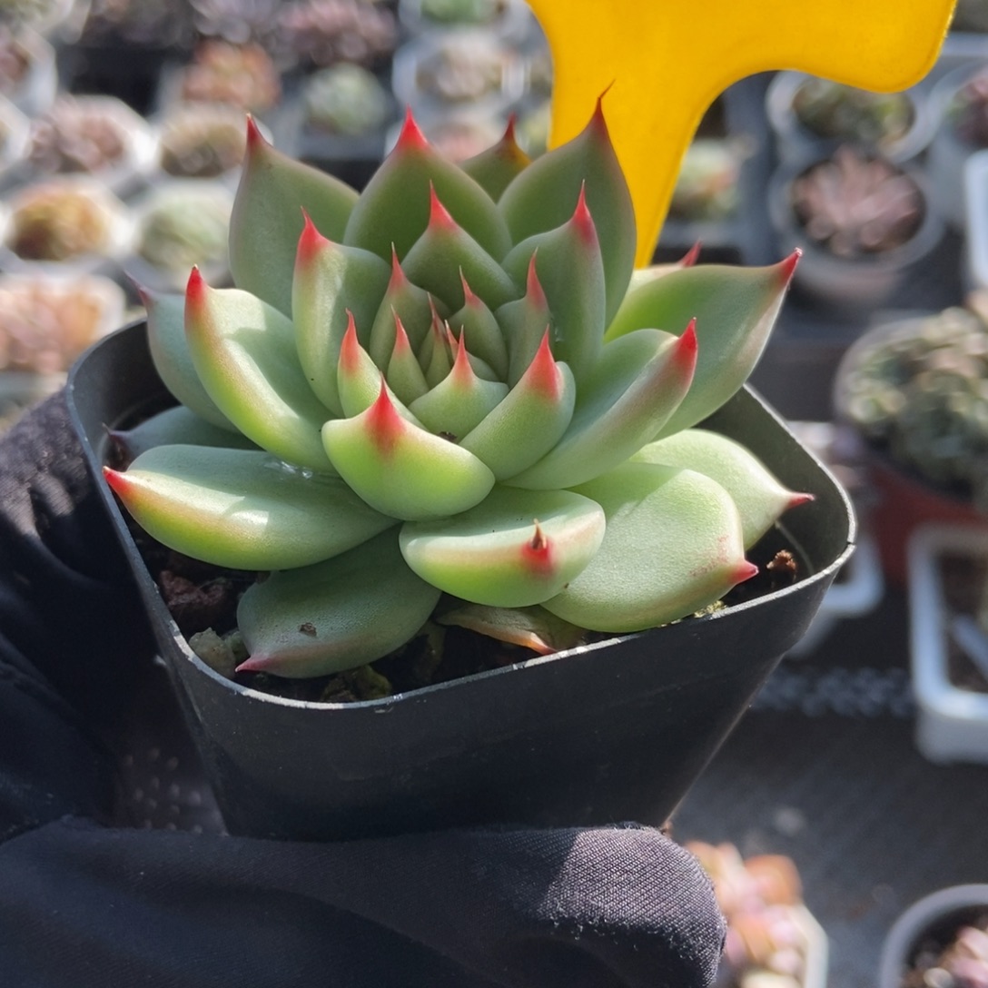 912托斯卡多肉植物