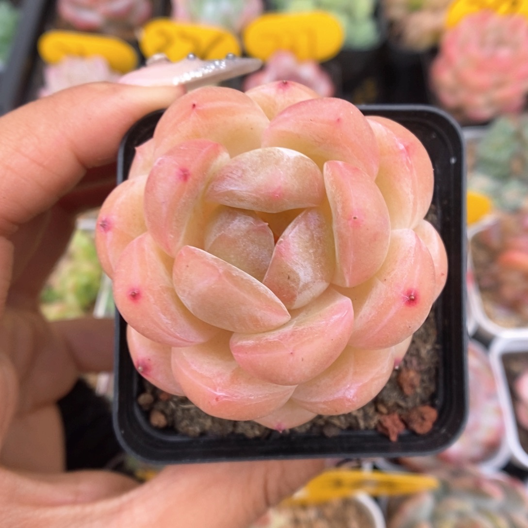 白雪珍妮可拍242号。     