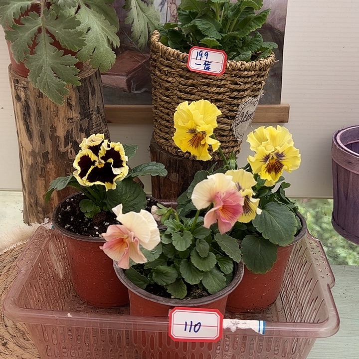 完全开放角堇110号一组