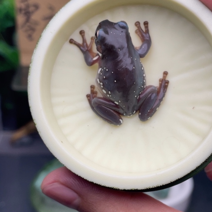 老爷树蛙11号紫蓝侧雪