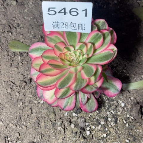 荔枝多肉多肉5461