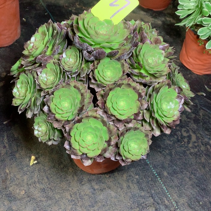 27黑魔多肉一物一拍～