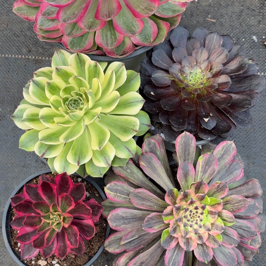 多肉法师组合0825发货