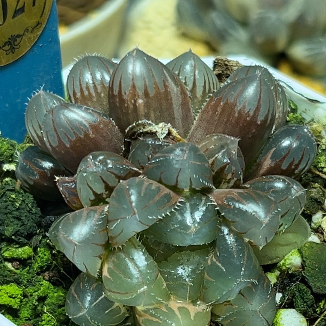 恭喜发财大吉大利0027