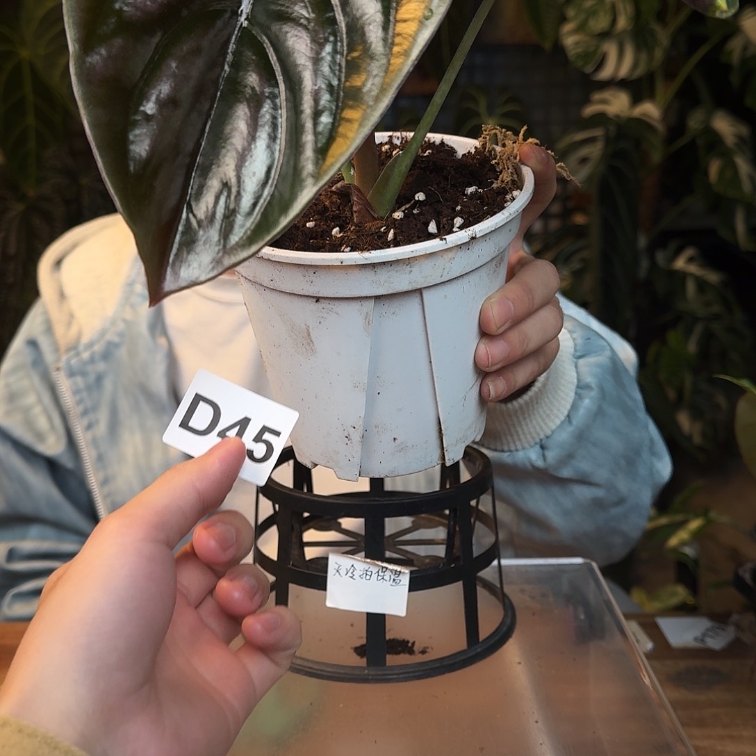 完全开放D45黑铜海芋