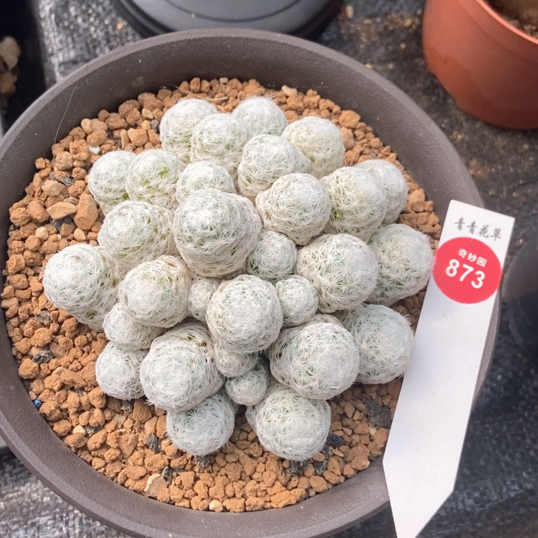 姬春星群10cm一颗仙人球