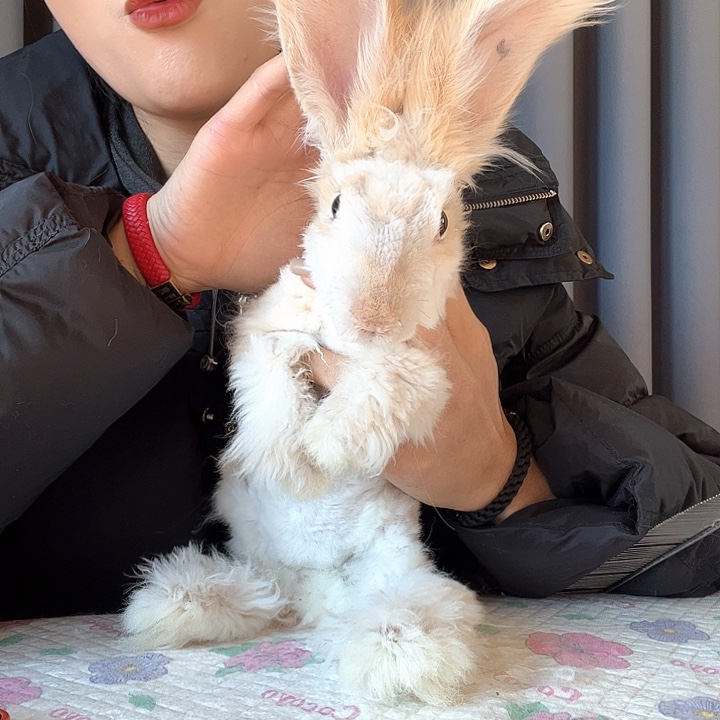 安哥拉兔剃毛弟弟福利