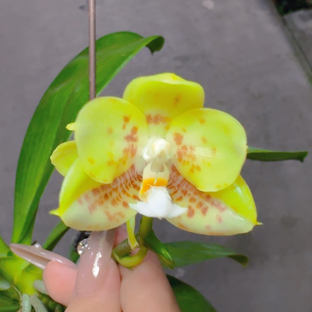 当前无花栽培后可以开花yss1149 3寸开花株 瑕疵