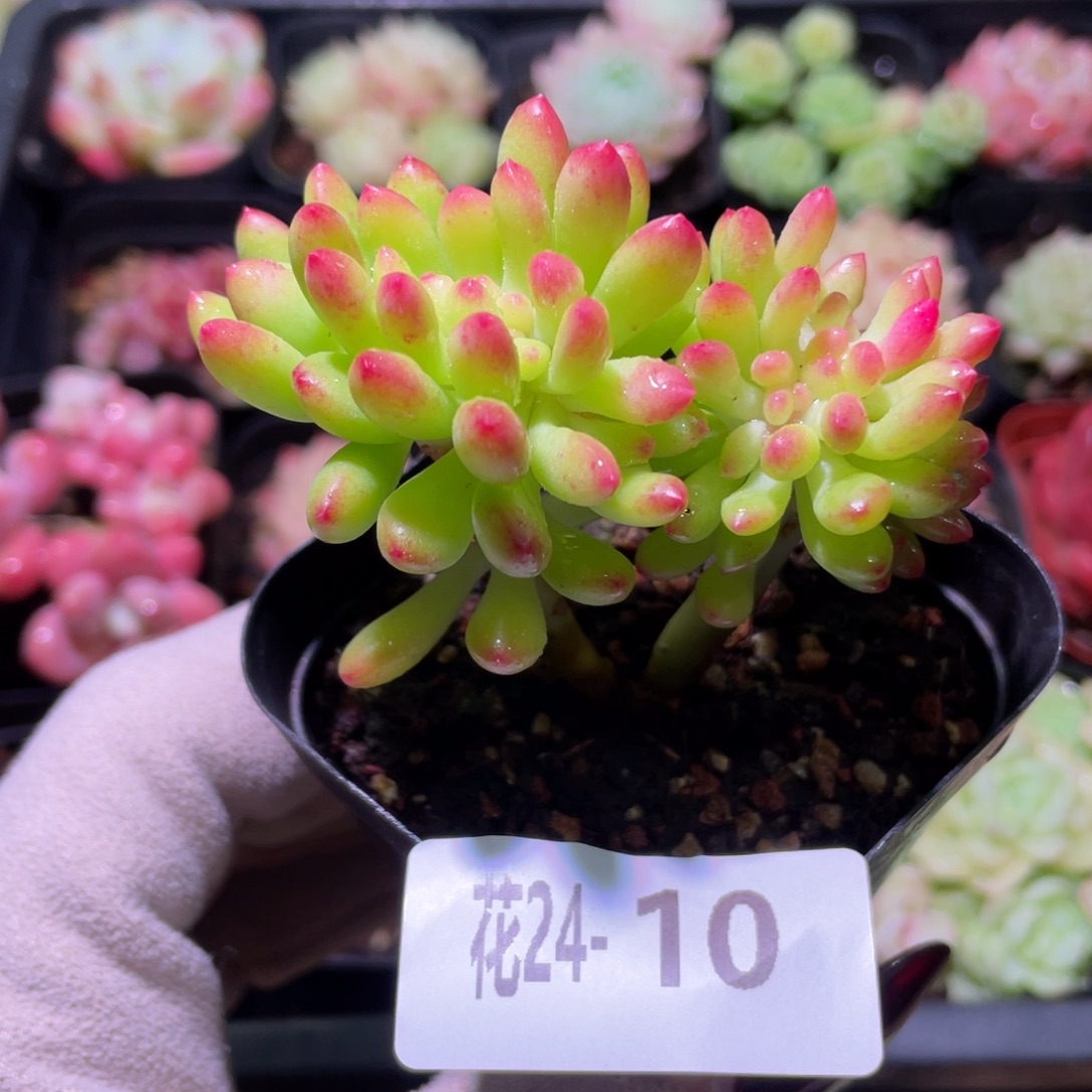 花利美24-10青松缀化