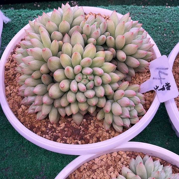 我是第一百个为妖刀应援的阴阳桃花