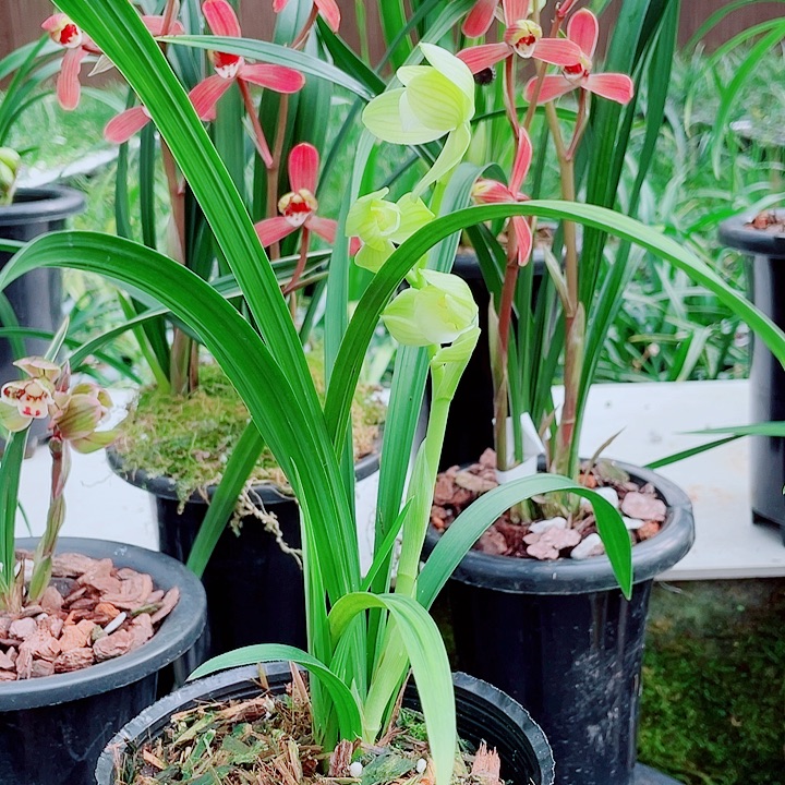 Q***.完全开放一物一漂亮