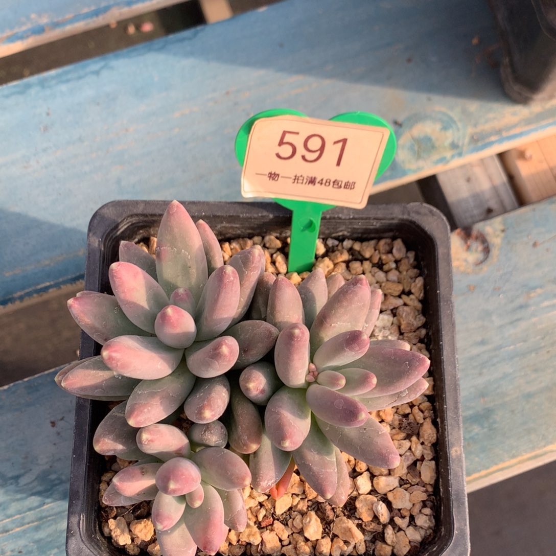 戴蒙得无砍开播福利591