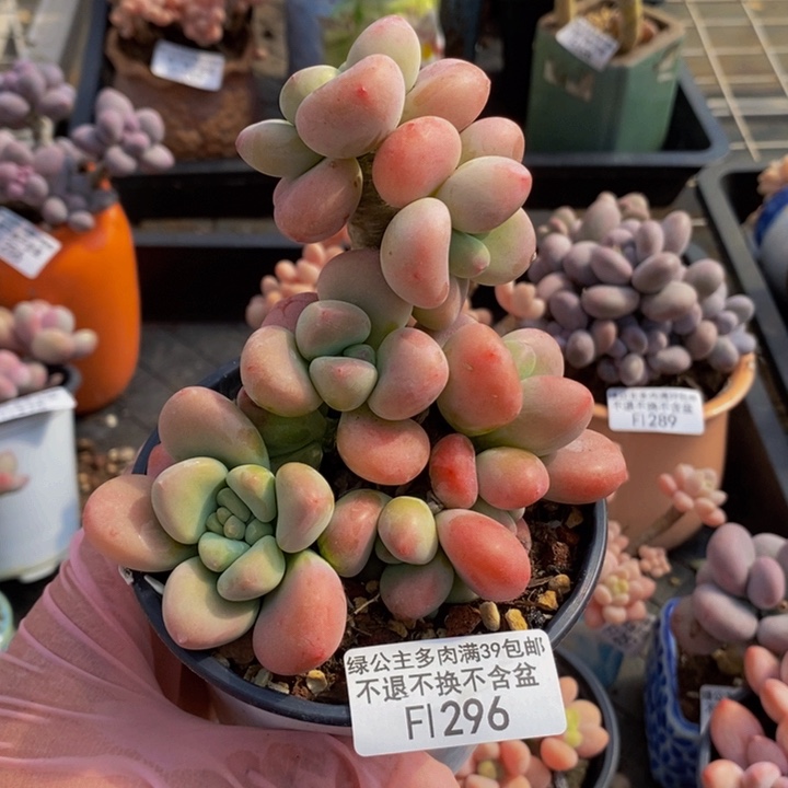 樱花洛神老桩10cm296多肉植物