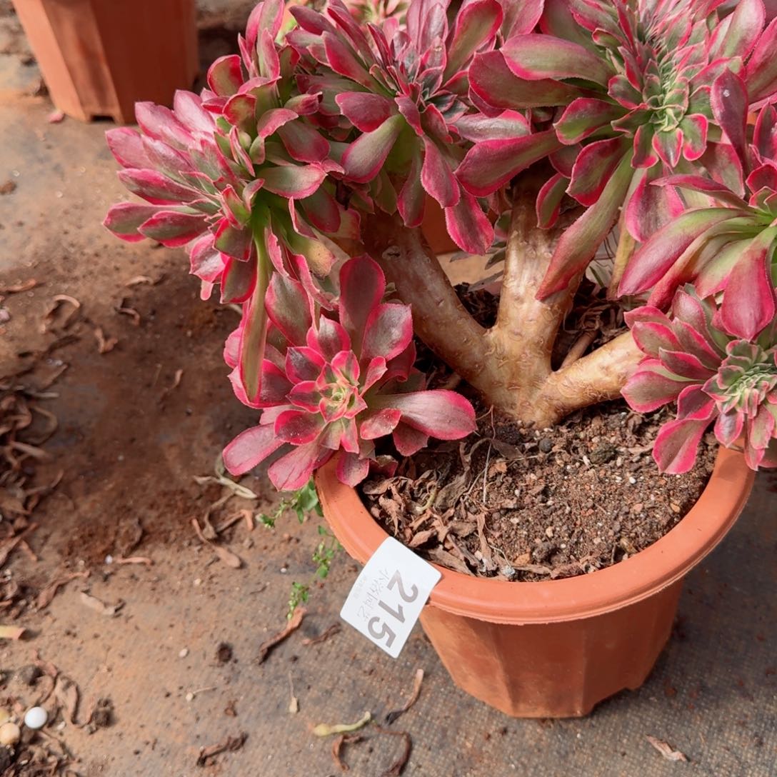 215粉女郎缀化多肉植物满28包邮