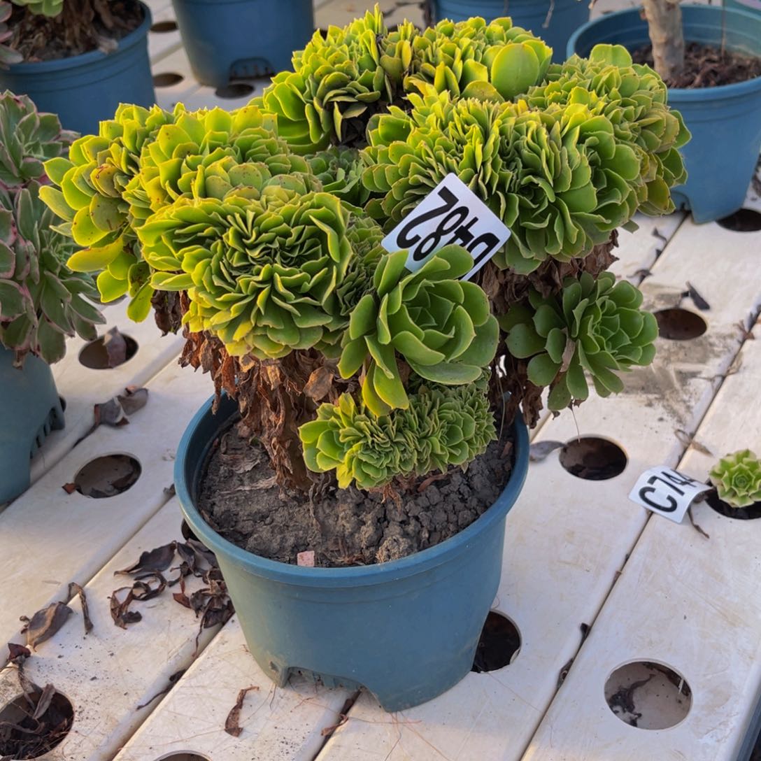 绿杨蓉法师7/////15包邮