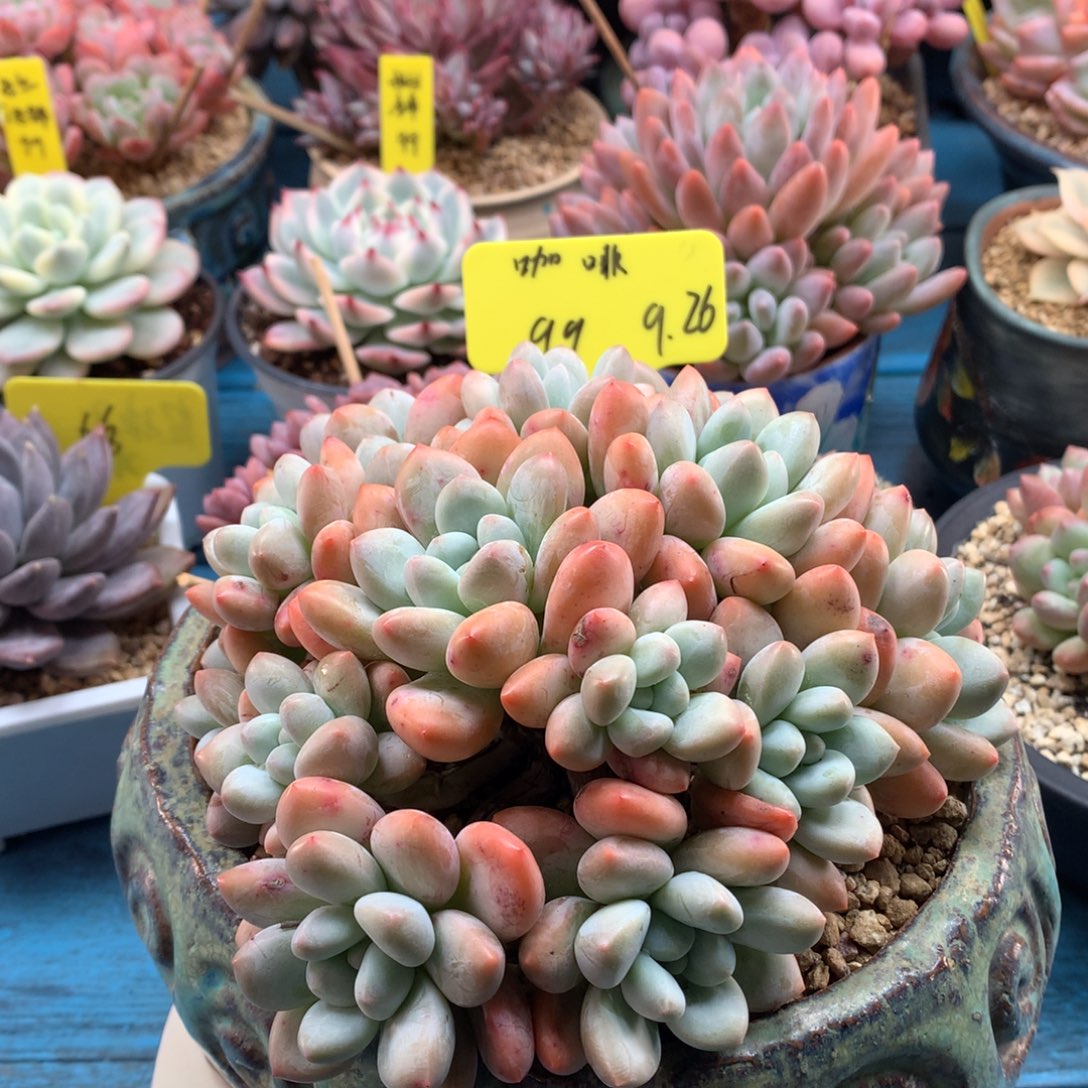 ****️我们家的小仙女们