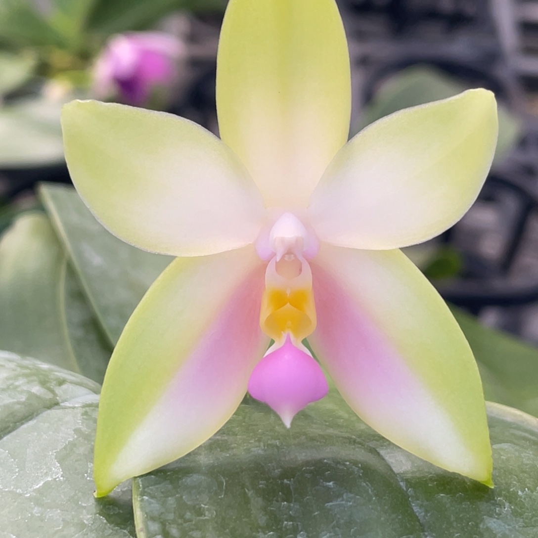 完全开放粉贝兄弟交